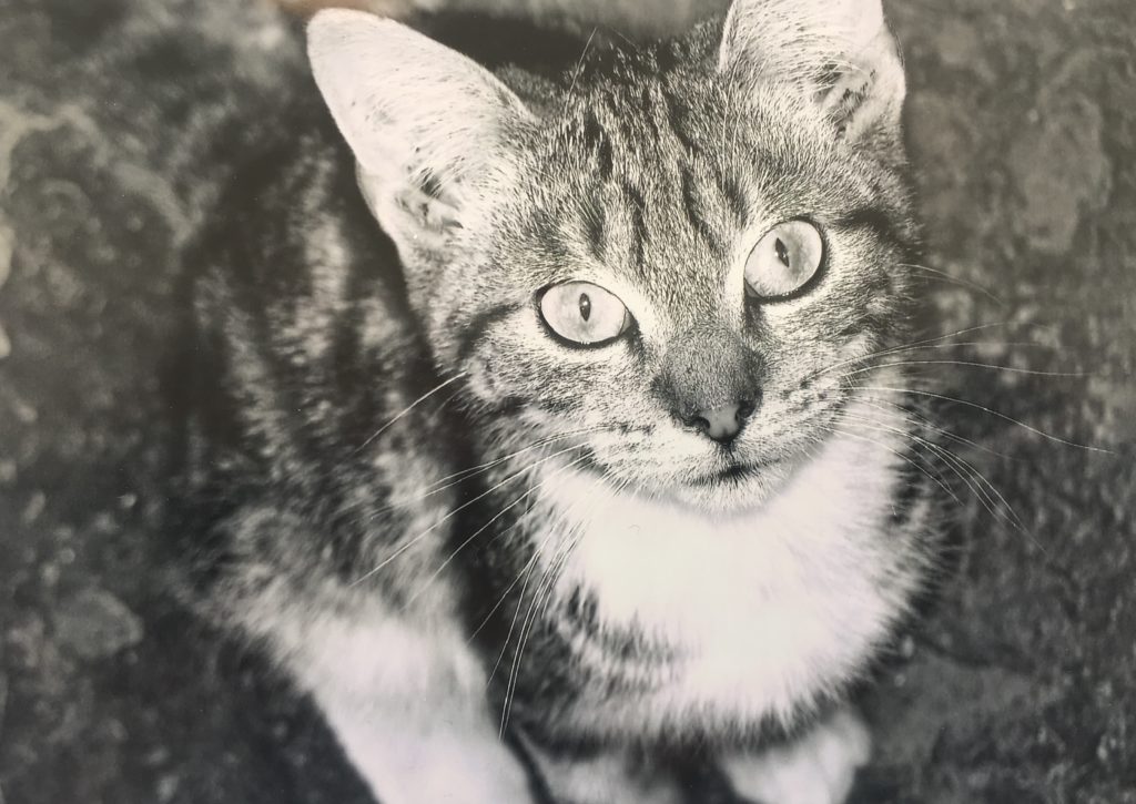 Photograph of a cat